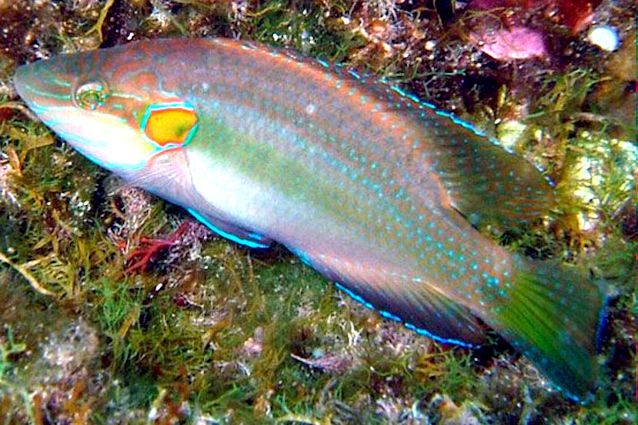 Symphodus ocellatus_008